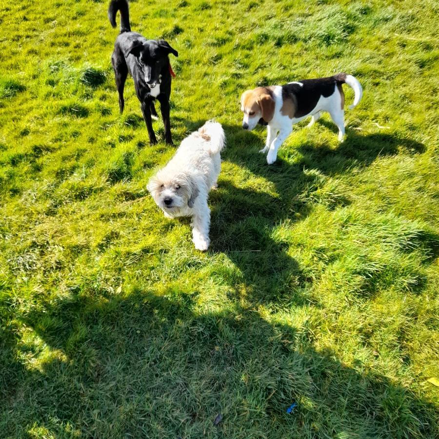Shadowvale Tipperary